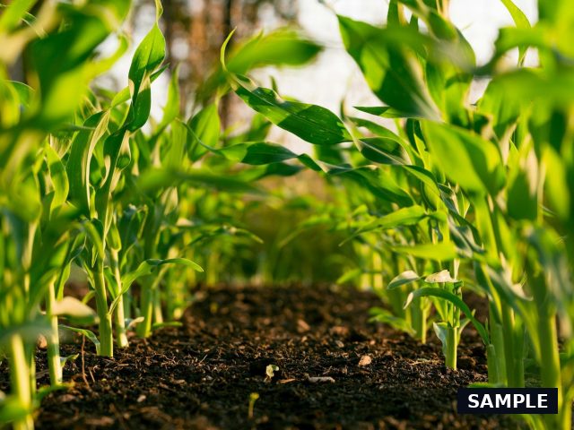 Sample photograph for 5 Acres Development Land in Vipingo